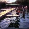 Deanna Lund with dophin friend