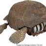 Penny Robinson Priplanian Turtle