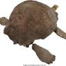 Penny Robinson Priplanian Turtle