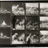 Animal World Contact Sheet