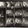 Animal World Contact Sheet
