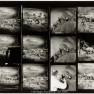 Animal World Contact Sheet