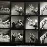 Animal World Contact Sheet