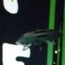 Jupiter 2 comes in to land at HMV