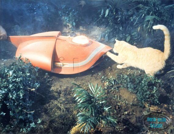 "Giant" Cat Plays with the Spindrift