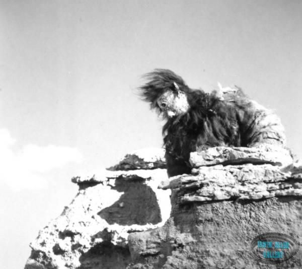 Filming the Cyclops