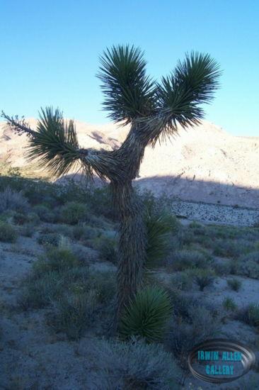 Red Rock Canyon