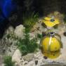 Voyage to the Bottom of the Sea Diorama