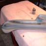 24 inch Seaview restoration project
