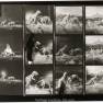 Animal World Contact Sheet