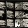 Animal World Contact Sheet