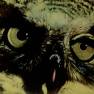 Animal World Owl