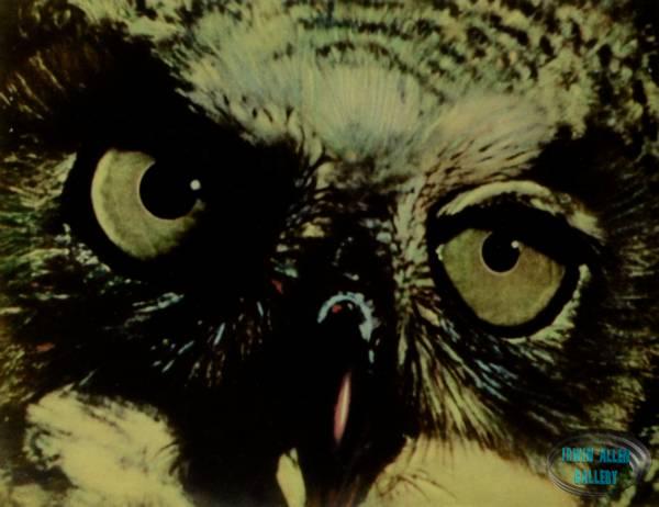 Animal World Owl