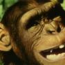 Animal World Chimpanzee