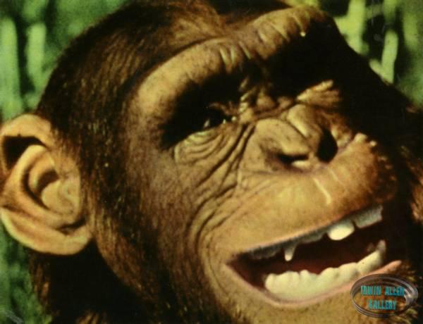 Animal World Chimpanzee
