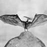 Animal World Pterodactyl