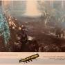 Spanish Lobby Card