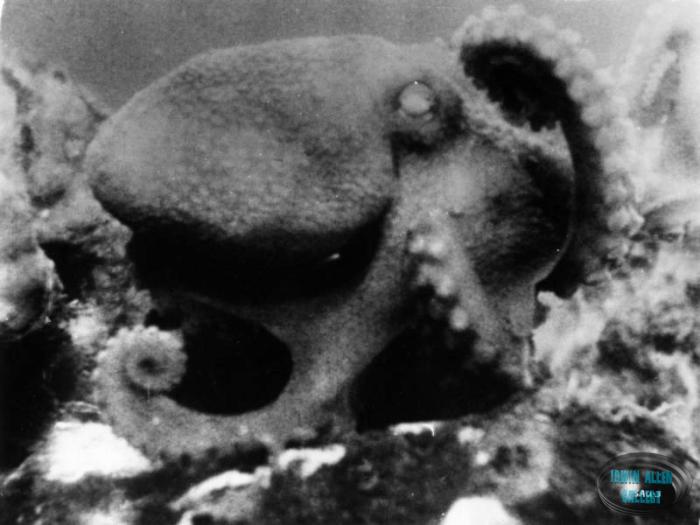 Movie still from The Sea Around Us