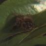 African Bee Number 1