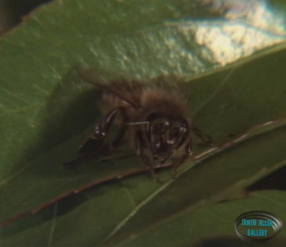 African Bee Number 1