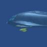 The Flying Sub