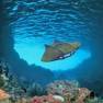 The Flying Sub