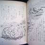 Japanese Voyage Novel