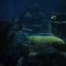 Yellow Missile Sub and Diving Bell