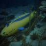 Yellow Missile Sub