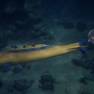 Yellow Missile Sub and the Seaview