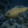 Yellow Missile Sub